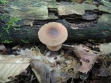 Gymnopus semihirtipes image