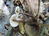 Gymnopus semihirtipes image