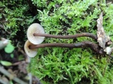 Gymnopus semihirtipes image