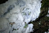 Oxyporus latemarginatus image