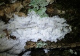 Oxyporus latemarginatus image