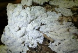 Oxyporus latemarginatus image