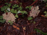 Ramaria apiculata image