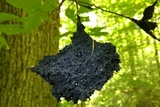 Scorias spongiosa image