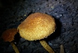 Flammulaster erinaceellus image