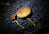 Flammulaster erinaceellus image