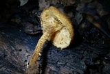 Flammulaster erinaceellus image