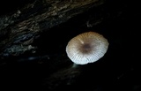 Bolbitius reticulatus image