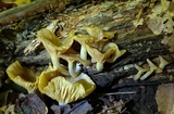 Chrysomphalina strombodes image