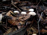Marasmius capillaris image