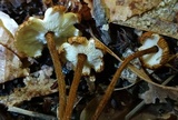 Crinipellis zonata image