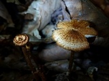 Crinipellis zonata image