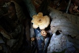 Crinipellis zonata image