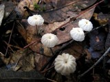 Marasmius capillaris image