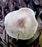 Pluteus petasatus image