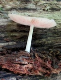 Pluteus petasatus image