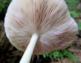 Pluteus petasatus image