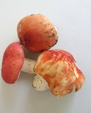 Russula pulchra image