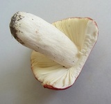 Russula pulchra image