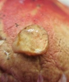 Russula pulchra image