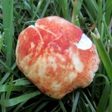 Russula pulchra image