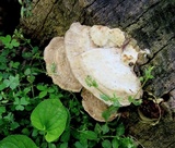 Trametes pubescens image