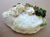 Trametes pubescens image
