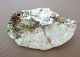Trametes pubescens image