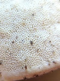 Trametes pubescens image