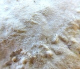 Trametes pubescens image