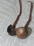 Panaeolus cinctulus image