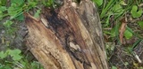 Lasiosphaeria ovina image