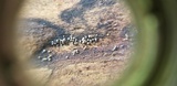 Lasiosphaeria ovina image