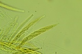 Lasiosphaeria ovina image