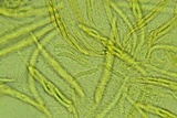 Lasiosphaeria ovina image