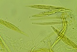 Lasiosphaeria ovina image