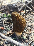 Morchella eximia image