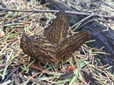 Morchella eximia image