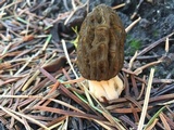 Morchella eximia image