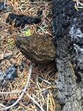 Morchella eximia image