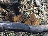 Morchella eximia image