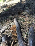 Morchella eximia image