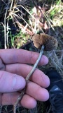 Psilocybe subaeruginosa image