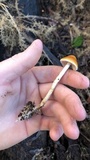 Psilocybe subaeruginosa image