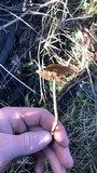 Psilocybe subaeruginosa image