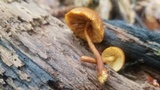 Pholiota granulosa image