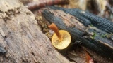 Pholiota granulosa image