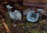 Arrhenia chlorocyanea image