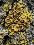 Xanthomendoza poeltii image