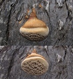 Hexagonia vesparia image